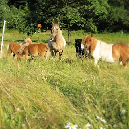 Farm Situated Next To The Kellerwald Edersee National Park With A Sunbathing Lawn