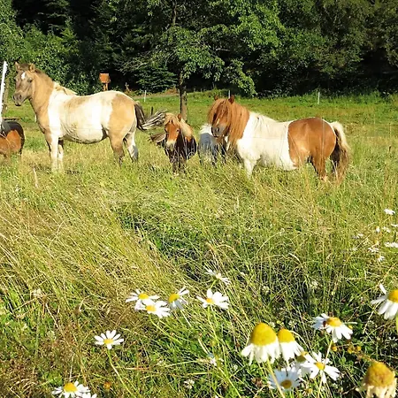 Apartment Farm Situated Next To The Kellerwald Edersee National Park With A Sunbathing Lawn