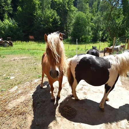 Farm Situated Next To The Kellerwald Edersee National Park With A Sunbathing Lawn Apartment *