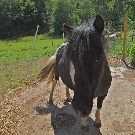 Farm Situated Next To The Kellerwald-edersee National Park With A Sunbathing Lawn Διαμέρισμα *