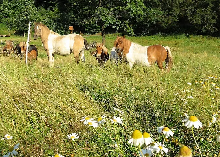 Farm Situated Next To The Kellerwald-edersee National Park With A Sunbathing Lawn Daire Bad Wildungen