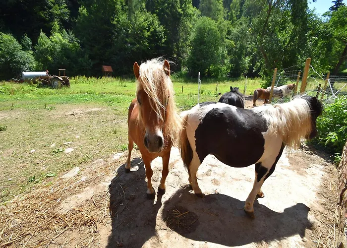 Farm Situated Next To The Kellerwald-edersee National Park With A Sunbathing Lawn * Bad Wildungen