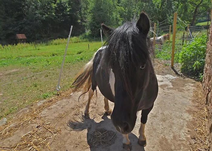 Daire Farm Situated Next To The Kellerwald-edersee National Park With A Sunbathing Lawn *